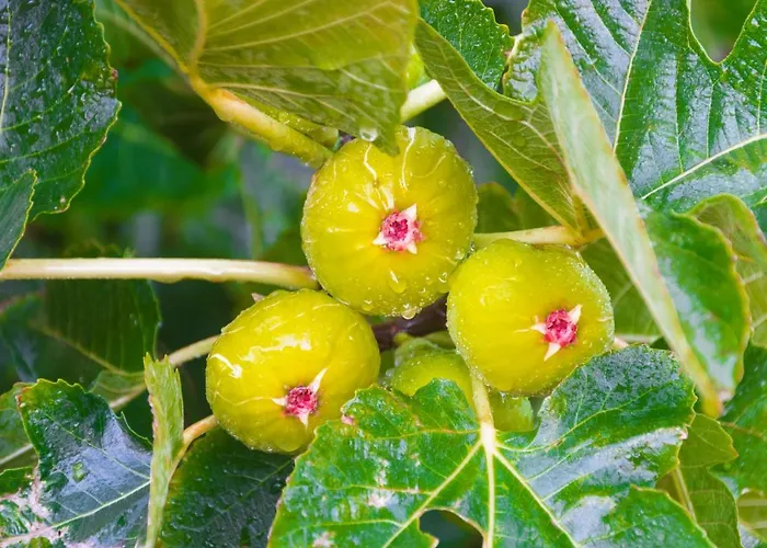 Casa Maida Apartament